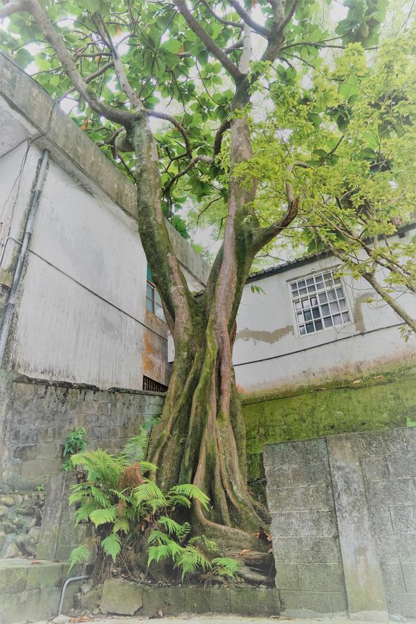 Literature River Bank 文學河岸 民宿 Hualien City Exterior foto